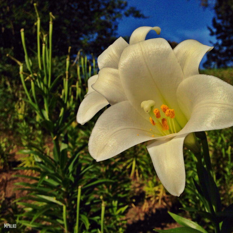 Easter Lilies Historic Oakwood Cemetery
